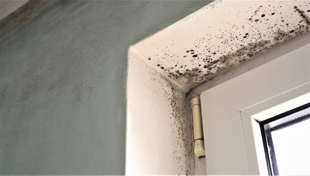 Best Dehumidification Services  in Fultonde, AL