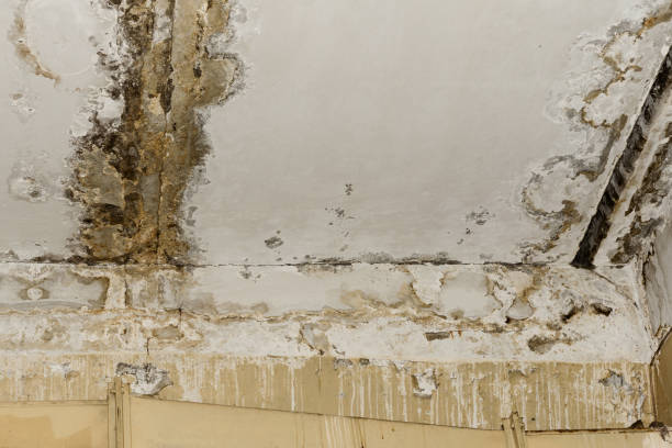 Best Mold Remediation for Healthcare Facilities  in Fultonde, AL