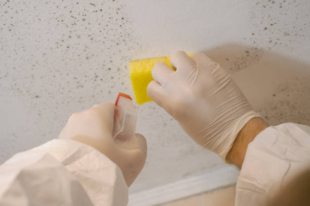 Mold Odor Removal Services in Fultondale, AL