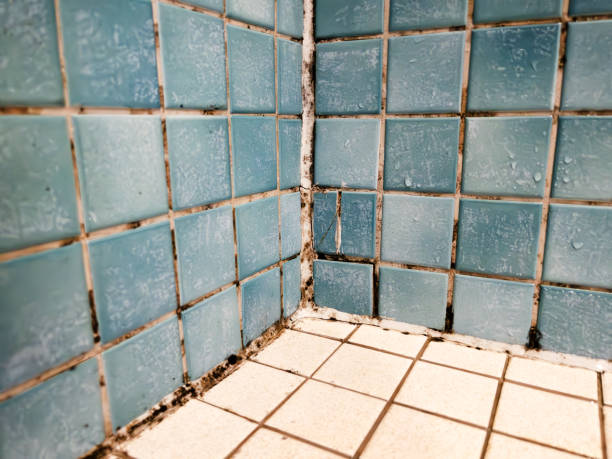 Best Attic Mold Removal  in Fultonde, AL